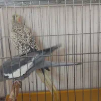 جفت مولد|پرنده|مبارکه, |دیوار