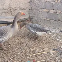 قاز|حیوانات مزرعه|کرباسک, |دیوار