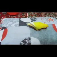 فروش فوری جفت کوتوله+ ارسال|پرنده|قائن, |دیوار