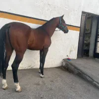 فروش یک راس اسب ترکمن|اسب و تجهیزات اسبسواری|تبریز, |دیوار