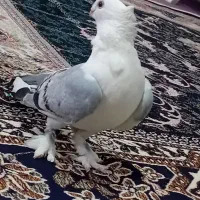 کبوتر بلژیکی