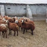 بره نر و ماده|حیوانات مزرعه|اصلاندوز, |دیوار