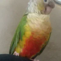 طوطی گرینچیک