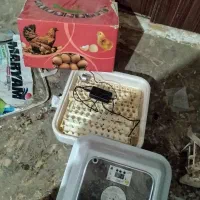 دستگاه جوجه کشی فول اتومات|ماشین‌آلات صنعتی|بم, |دیوار