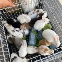 مینی خرگوش|موش و خرگوش|کرمانشاه, |دیوار