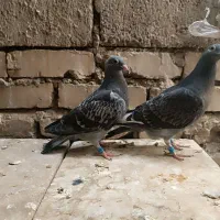 کبوتر جان آردن