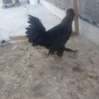 خروس سلطان