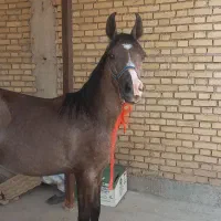 کره اسب نریان چابک و سرحال برای فروش