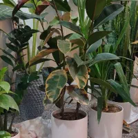 گل و گیاه تک و عمده|گل و گیاه طبیعی|امیدیه, |دیوار