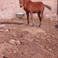 کره اسب مادیون ۱۵ ماهه|اسب و تجهیزات اسب‌سواری|مرند, |دیوار