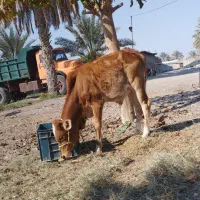 گوساله نر دورگ|حیوانات مزرعه|میناب, |دیوار