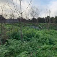 بهشت|فروش زمین و ملک کلنگی|اطاقور, |دیوار