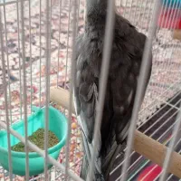 جفت عروس هلندی مولد دستی|پرنده|خواف, |دیوار