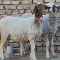 2راس بره ماده قوچ خورده کله بور|حیوانات مزرعه|کاشمر, |دیوار