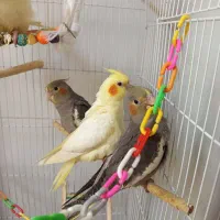 عروس هلندی