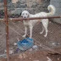 ماده پژدر