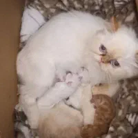 گربه پرشین اصیل پدر و مادر و سه تا نوزادشون