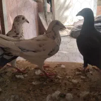 سه تا جوجی نر|پرنده|شیراز, محراب|دیوار