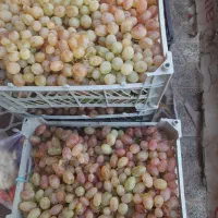 انگور شاهرودی شیرین مناسب شیره