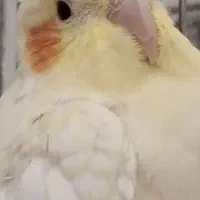 عروس هلندی گمشده پشت پمپ گاز شهرداری هوانیروز