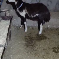 قوچ پلنگی