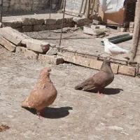 فروش یک جفت کبوتر|پرنده|شیراز, ترمینال باربری|دیوار