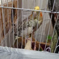 ۵ عدد عروس هلندی|پرنده|تنکابن, |دیوار