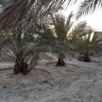 خانه باغ|فروش خانه و ویلا|اهرم, |دیوار