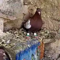 نر و ماده سینه تافته ای|پرنده|خرم بید, |دیوار