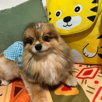 پانسیون سگ vip بینگو