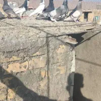 کفتر .کبوتر|پرنده|شیراز, شهرک کوشکک|دیوار