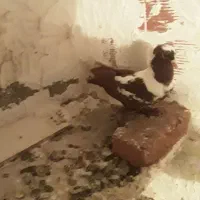 ککلی دوعدد|پرنده|اردبیل, |دیوار