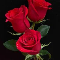 ادمینی پاسخگویی پذیرفته میشود