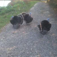 بوقلمون گوشتی|حیوانات مزرعه|شاندرمن, |دیوار