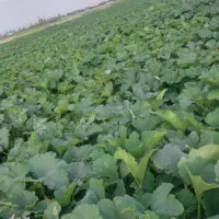 اجاره-زمین-زراعی-حدودا-یک-هکتار