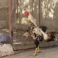 خروس لاری صابونی ۶ ماهه