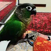 گرینچیک ۷ماهه وشیطون