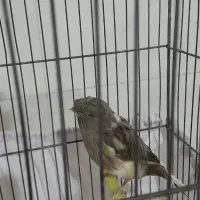 قناری ماده گلستر فروش ومعاوضه