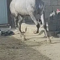 اسب نریان عرب|اسب و تجهیزات اسبسواری|چادگان, |دیوار