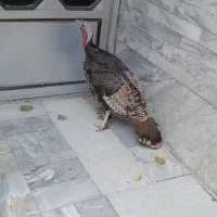 بوقلمون