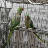 شاه طوطی جفت مولد|پرنده|قم, پردیسان|دیوار