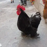 خروس سالم ،مناسب قربانی