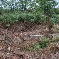 تمیز کردن زمین|خدمات باغبانی و درختکاری|لنگرود, |دیوار