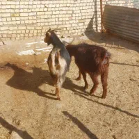 بز بزغاله چاق گوشتی|حیوانات مزرعه|کرج, استاندارد|دیوار