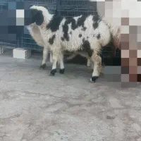 بره ماده چاق|حیوانات مزرعه|زاهدان, |دیوار