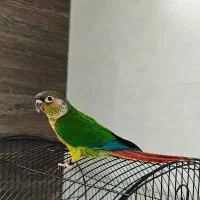 طوطی گرینچیک