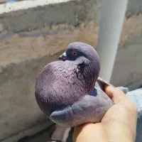 کفتر|پرنده|گرمسار, |دیوار