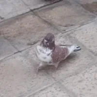 کفتر خوب|پرنده|ری, شهادت|دیوار