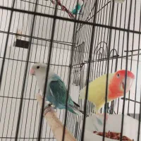 طوطی