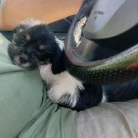 واکذار‌ت‌سک‌کوچک‌خانکی‌وخیلی‌باز‌کوش